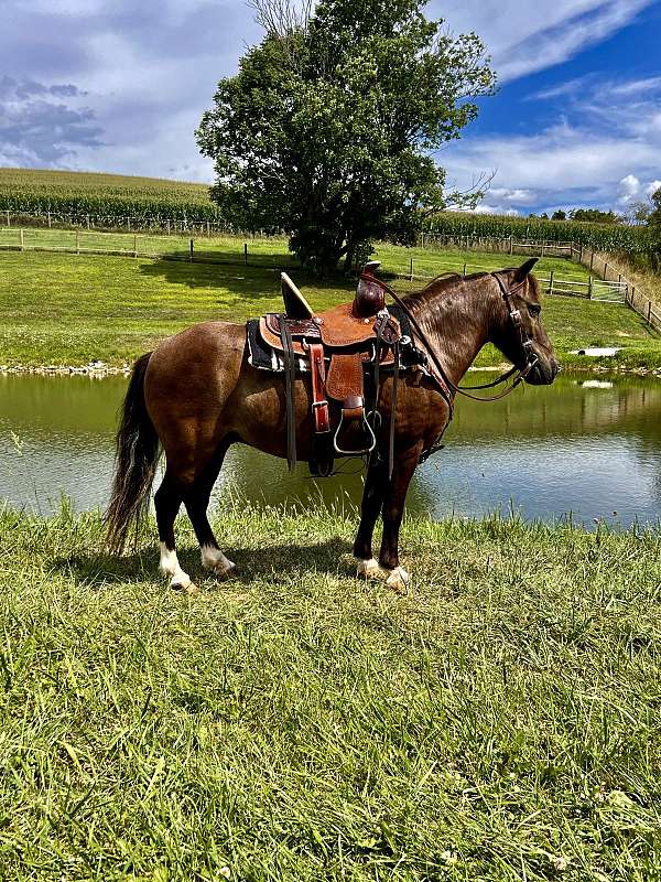 grulla-therapy-pony