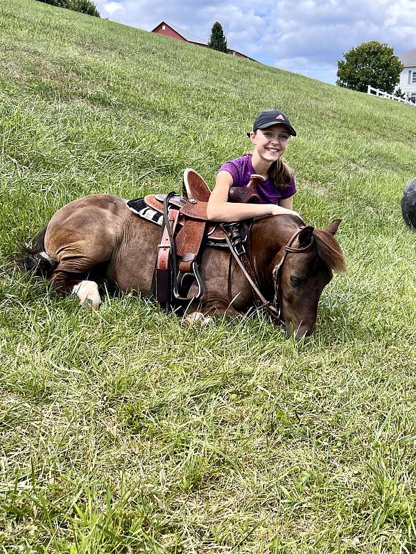 grulla-trained-pony