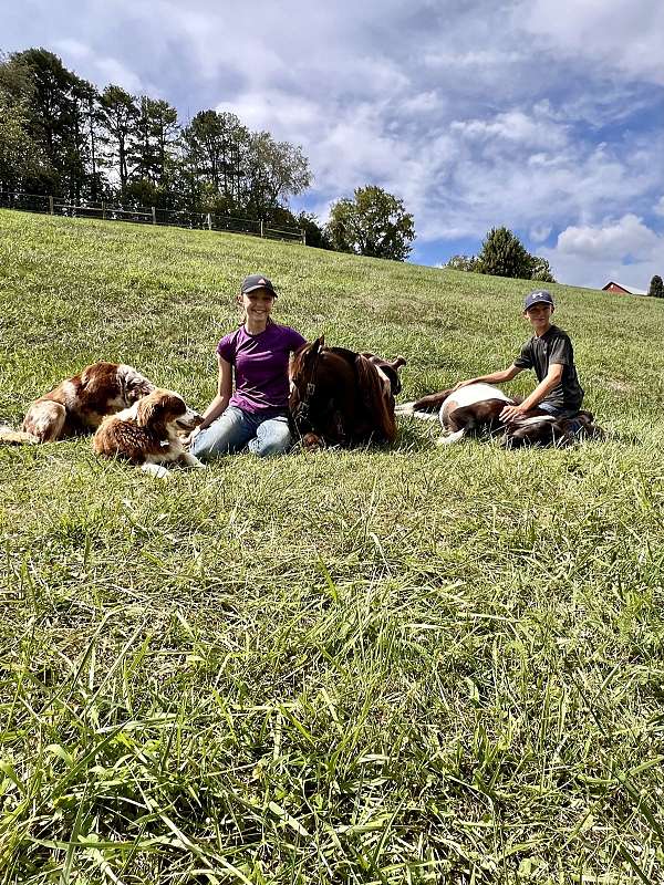 grulla-western-riding-pony