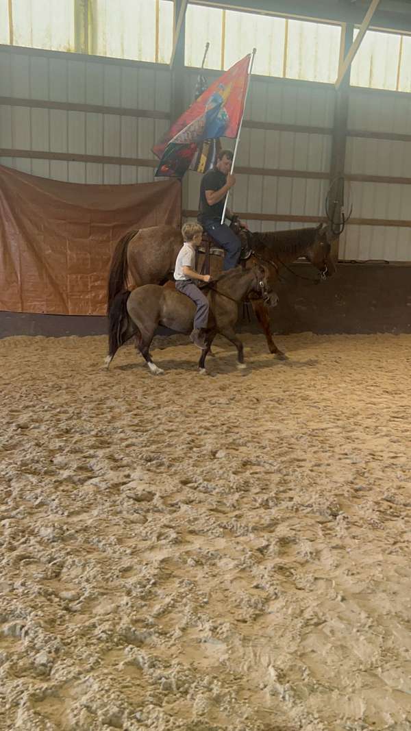 grulla-working-cattle-pony