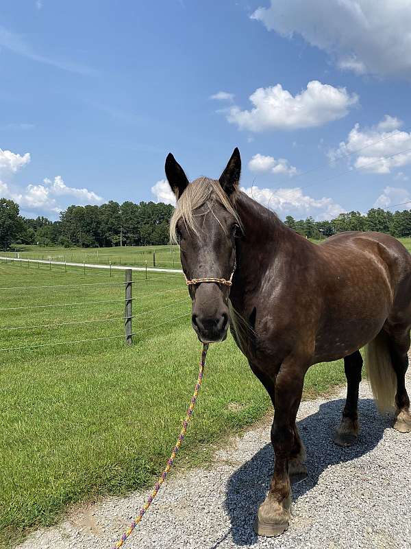 draft-horse