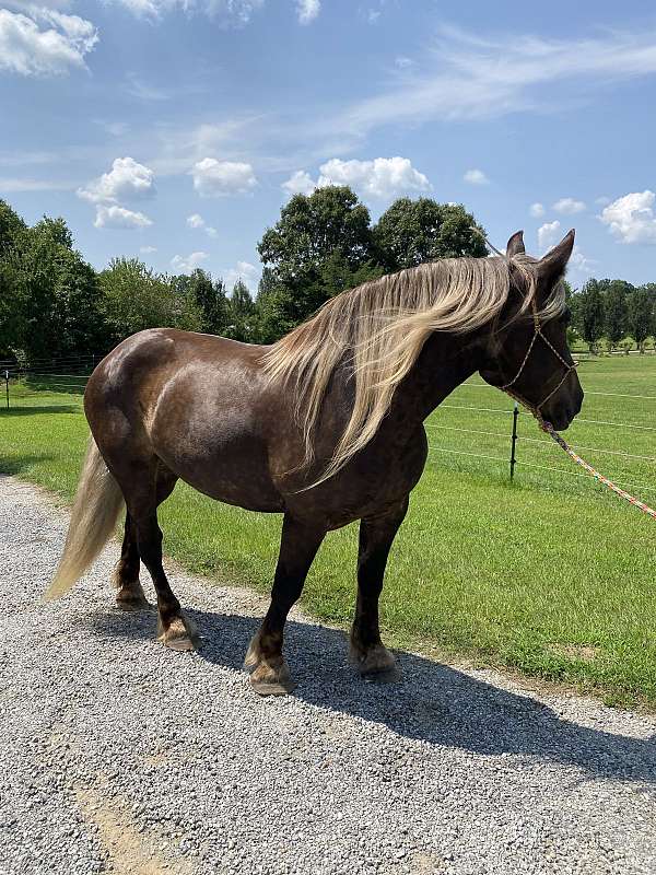 draft-horse-for-sale