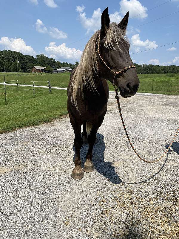 draft-belgian-horse