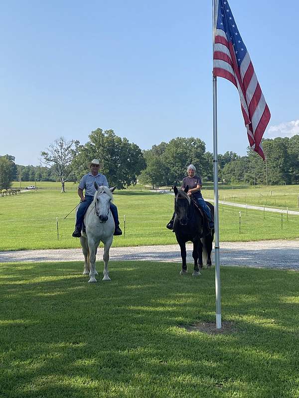 draft-percheron-horse