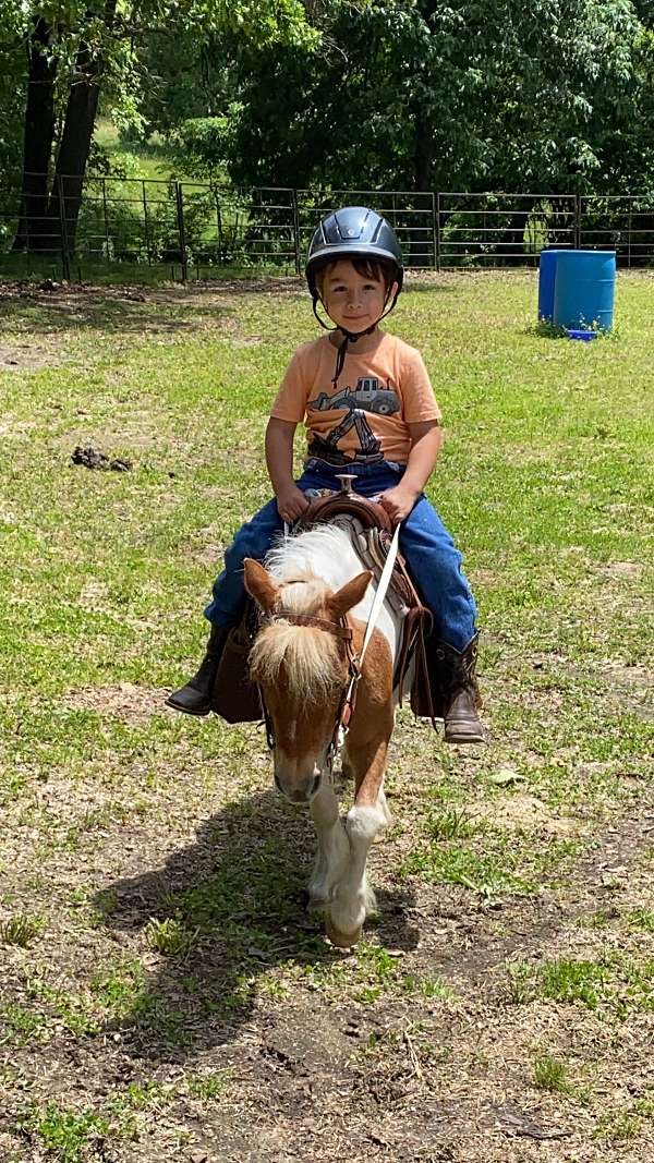 trail-mini-miniature-horse