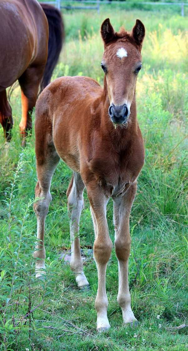 missouri-fox-trotter-colt