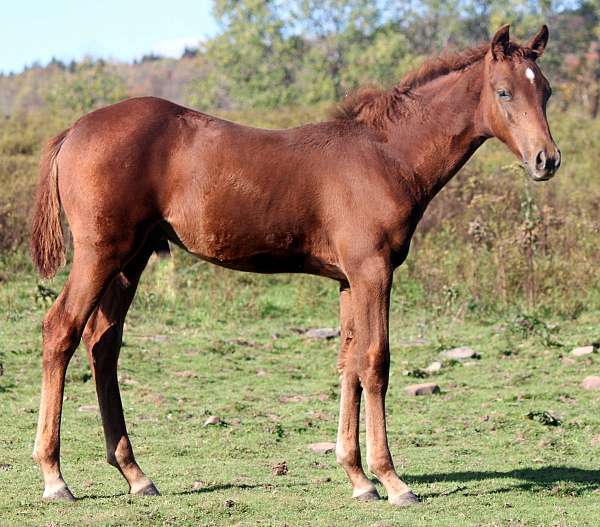 all-reasonable-offers-missouri-fox-trotter-horse