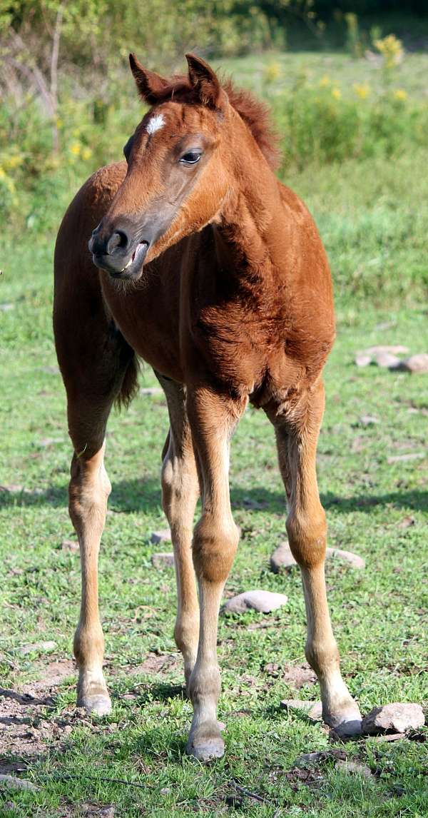 badger-missouri-fox-trotter-horse