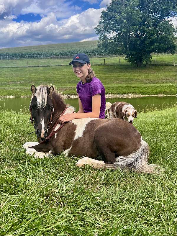 grulla-therapy-horse