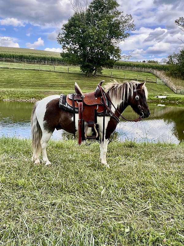 grulla-paint-horse