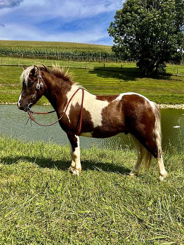 all-around-miniature-horse