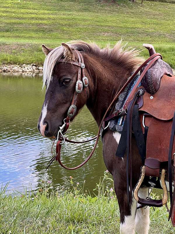 flashy-miniature-horse