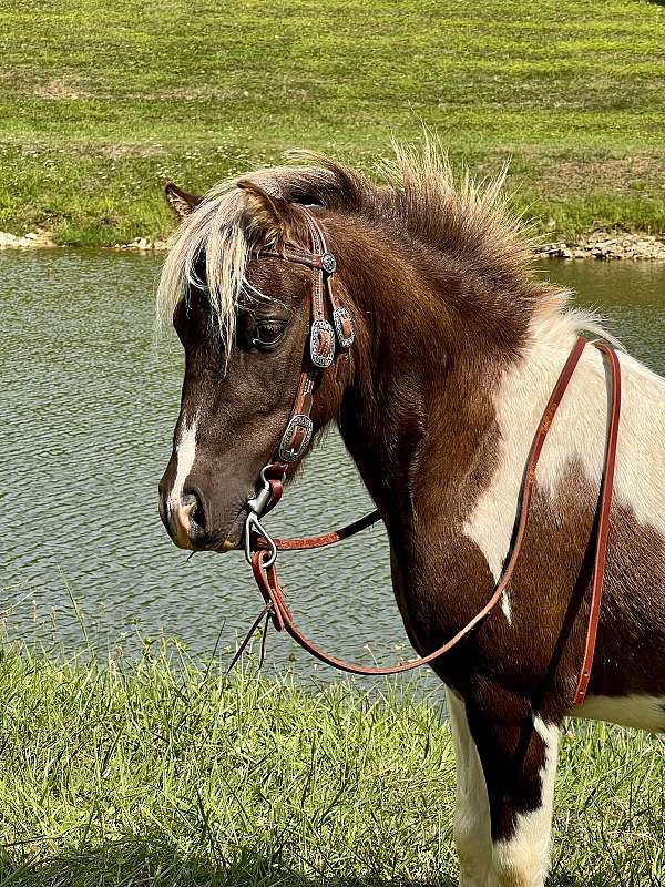 gymkhana-miniature-horse