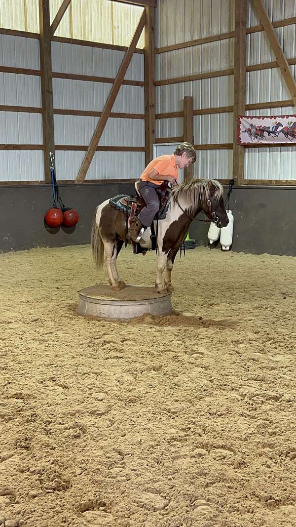 jumping-miniature-horse