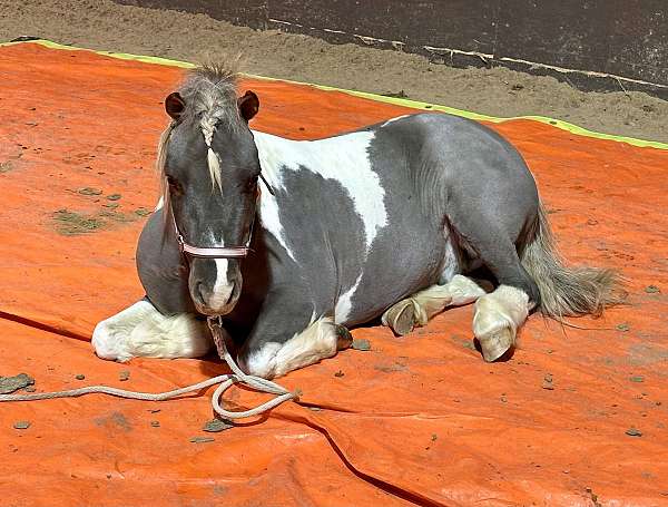 jumping-miniature-horse