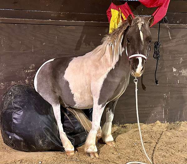 clean-miniature-horse