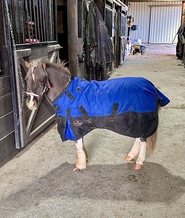 clean-legs-miniature-horse