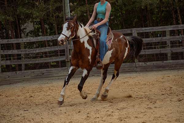 barrel-paint-horse