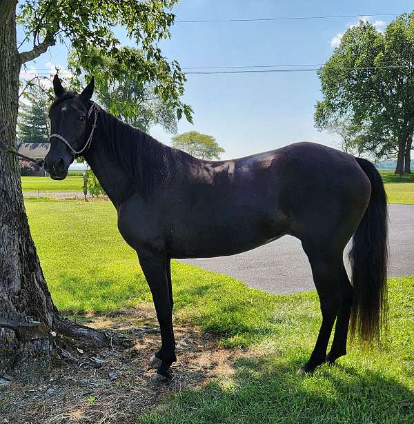 missouri-fox-trotter-mare