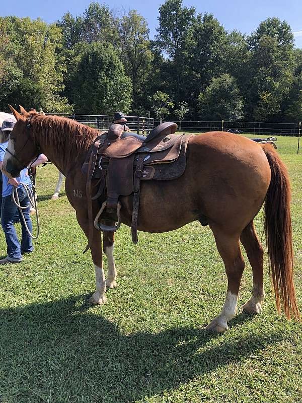 family-quarter-horse