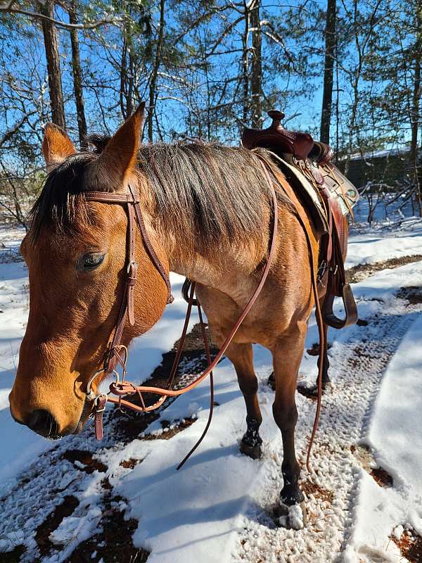 spokane-horse