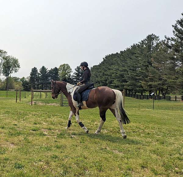 apha-gelding-for-sale-paint-horse