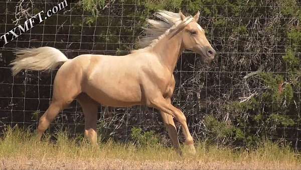 mare-for-sale-stallion