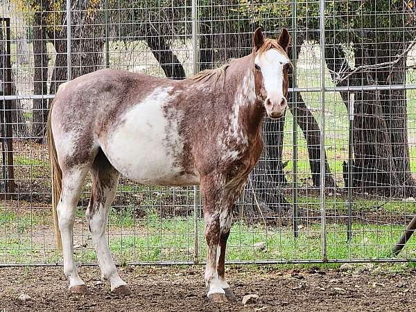 ranch-horse-for-sale-stallion