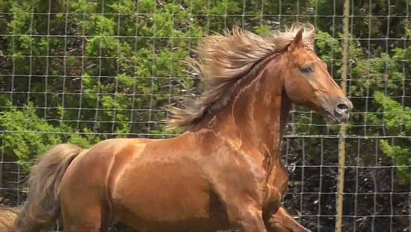 missouri-foxtrotter-fox-trotter-horse