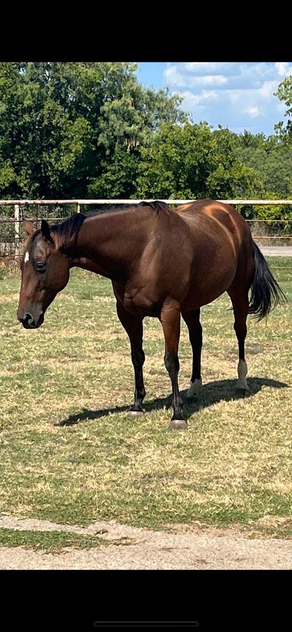 day-2-hind-socks-horse