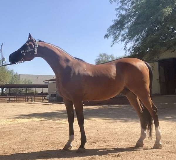 arabian-gelding