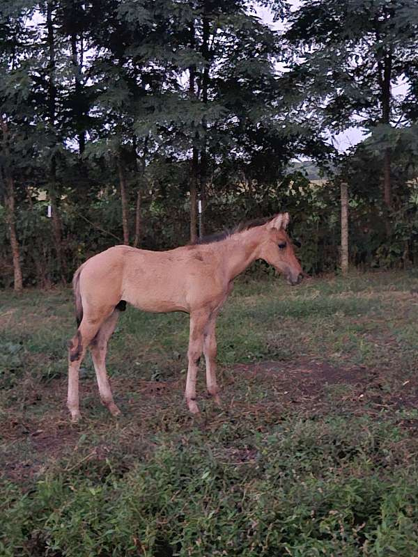 dunalino-dunskin-friesian-colt