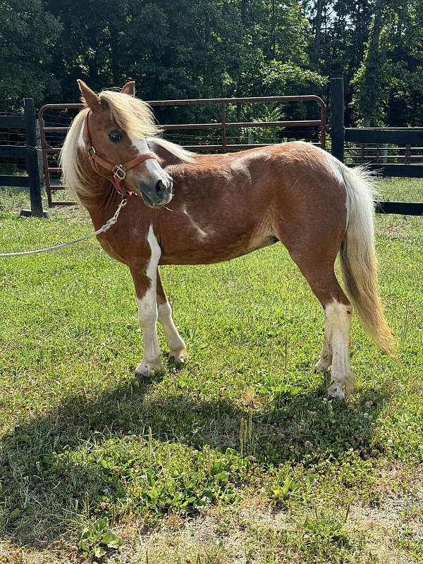 pinto-miniature-mare