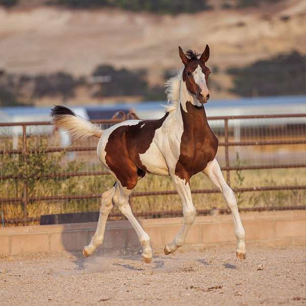 bay-tobiano-oldenburg-horse