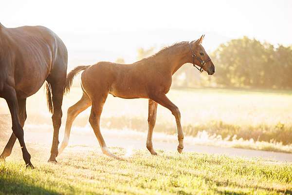 baby-hanoverian-horse