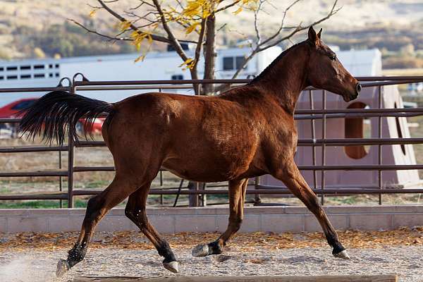 ahs-half-arabian-filly