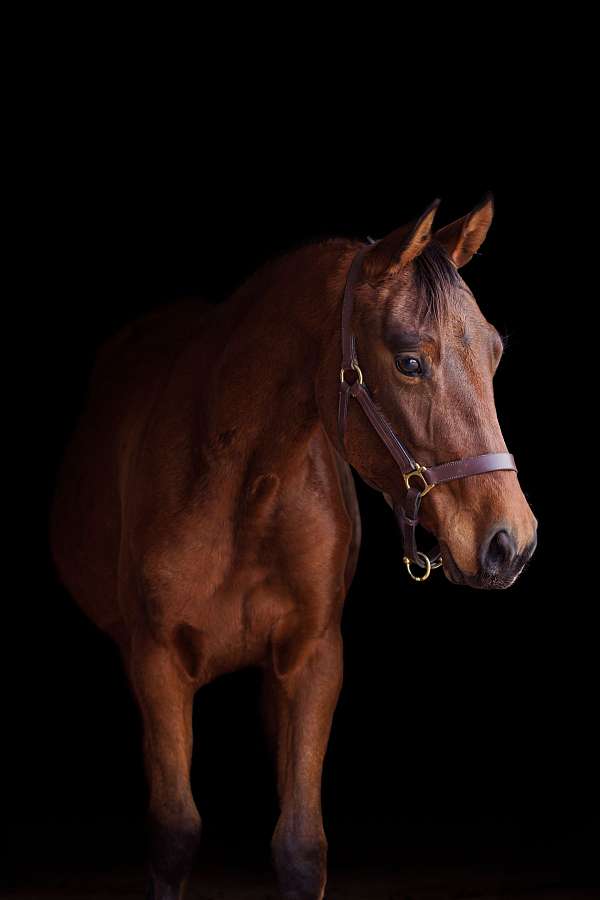 arabiansporthorse-half-arabian-horse