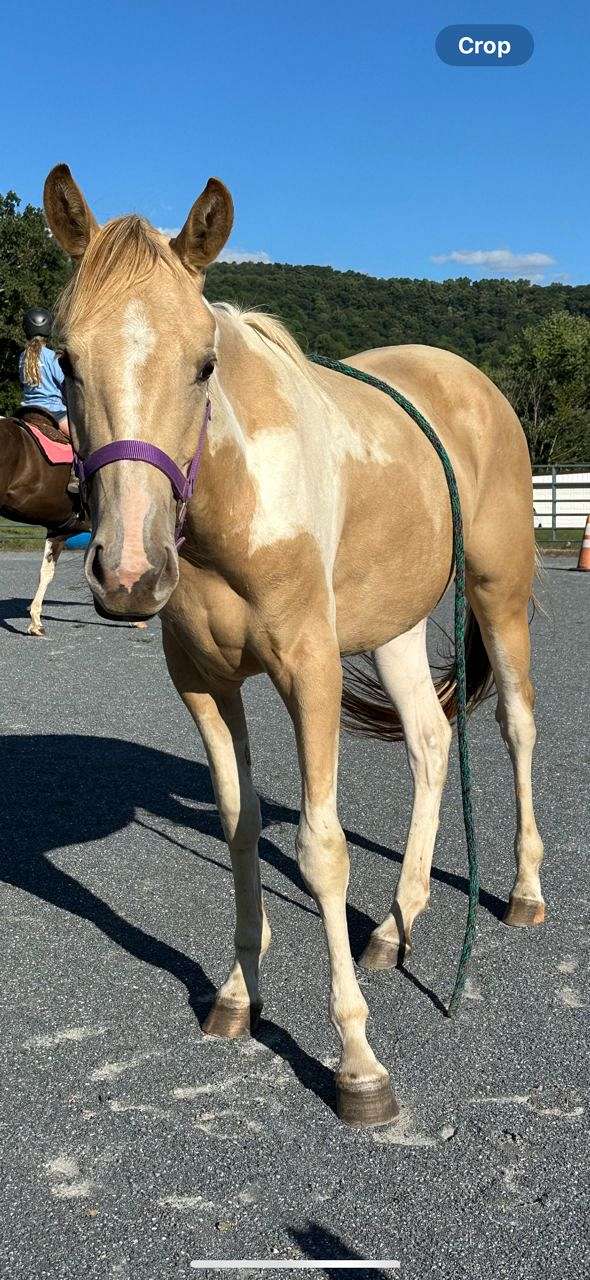 tobiano-horse