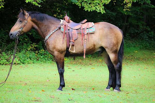 drill-team-trakehner-horse