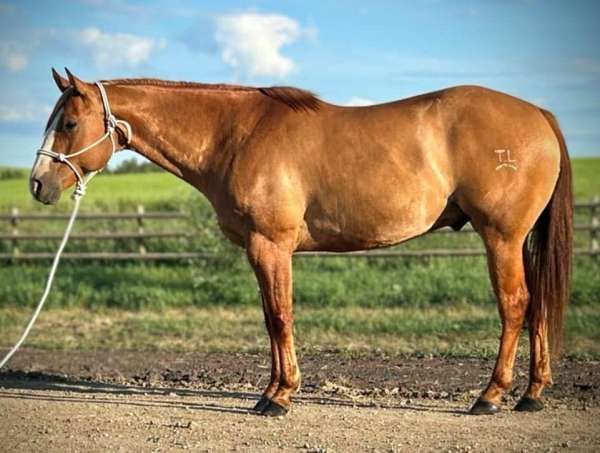 dun-red-dun-western-dressage-horse