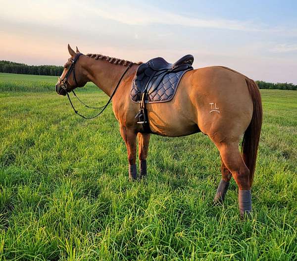 dressage-quarter-horse