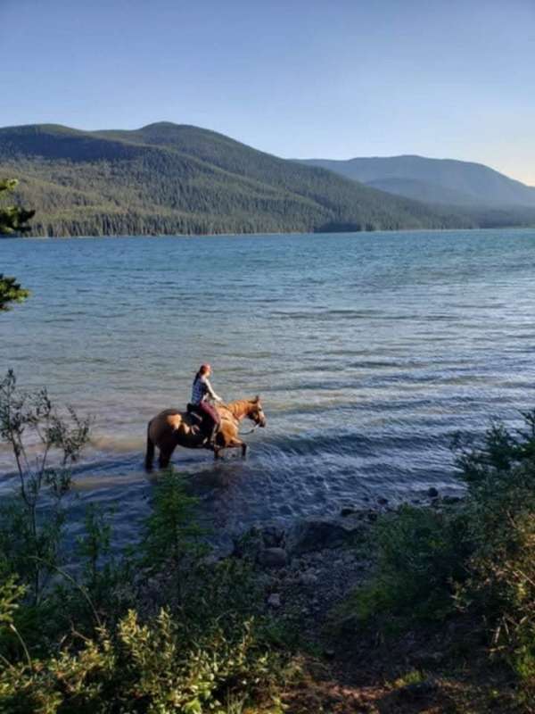 western-dressage-quarter-horse