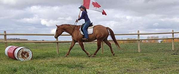 red-dun-quarter-horse-gelding