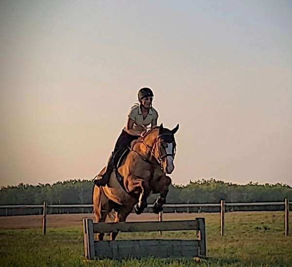 red-dun-dressage-horse