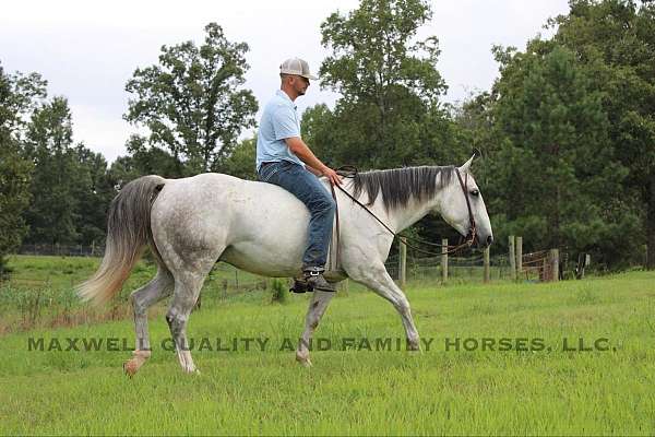 all-around-quarter-horse