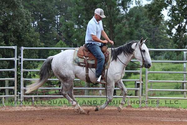 barrel-quarter-horse