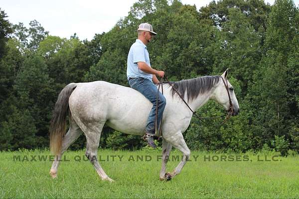 barrel-racing-quarter-horse