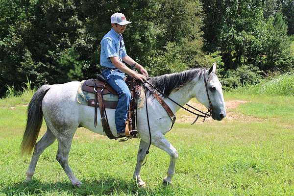 calf-roping-quarter-horse