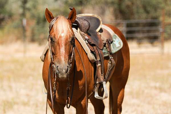 all-around-quarter-horse