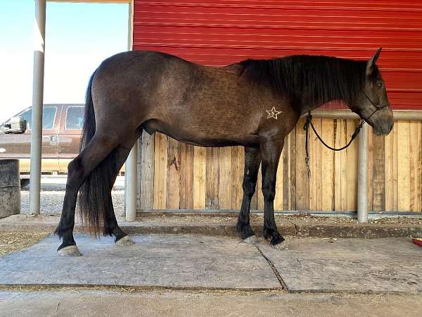 flashy-natural-horsemanship-training-andalusian-horse